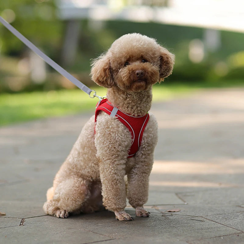 Adjustable Dog Harness Set